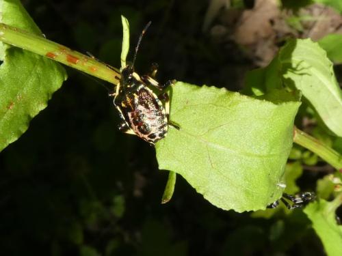 Pinthaeus sanguinipes